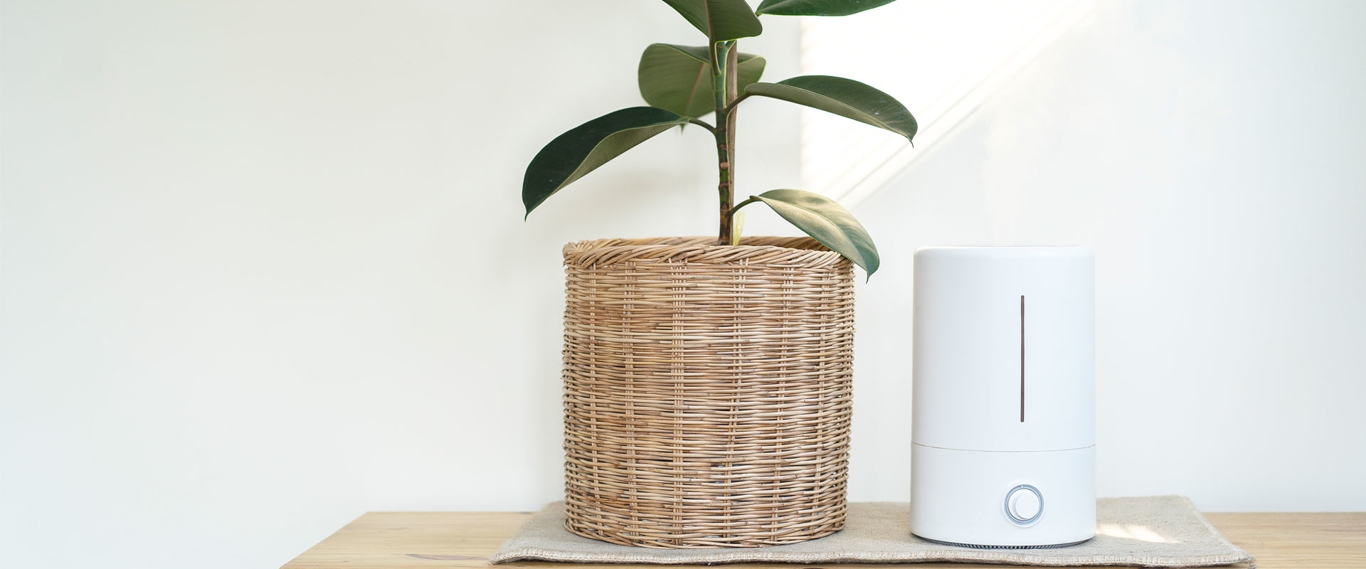 The Truth About Air Purifiers and Ionizers: Which One is Better?